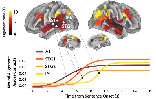 Timescale hierarchy in the cerebral cortex