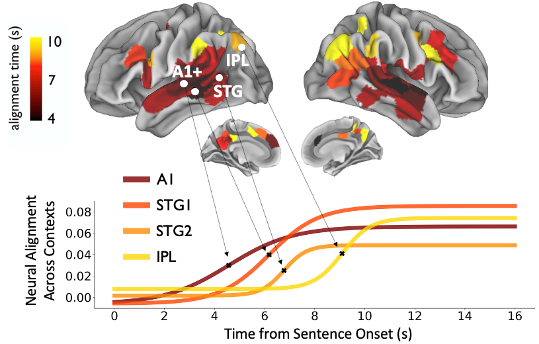 Timescale hierarchy in the cerebral cortex